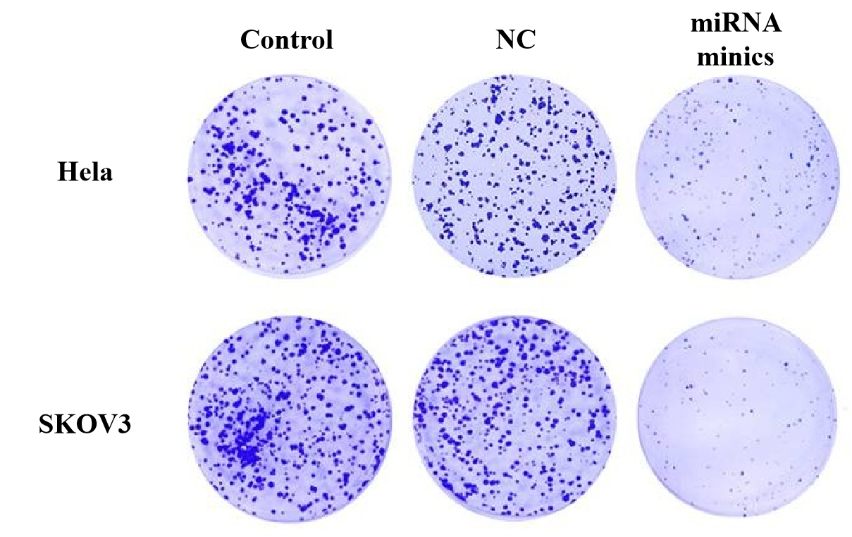 细胞克隆形成实验