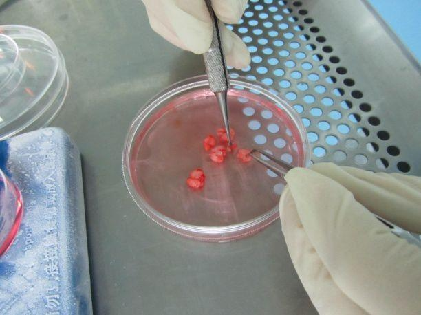 原代细胞分离与鉴定