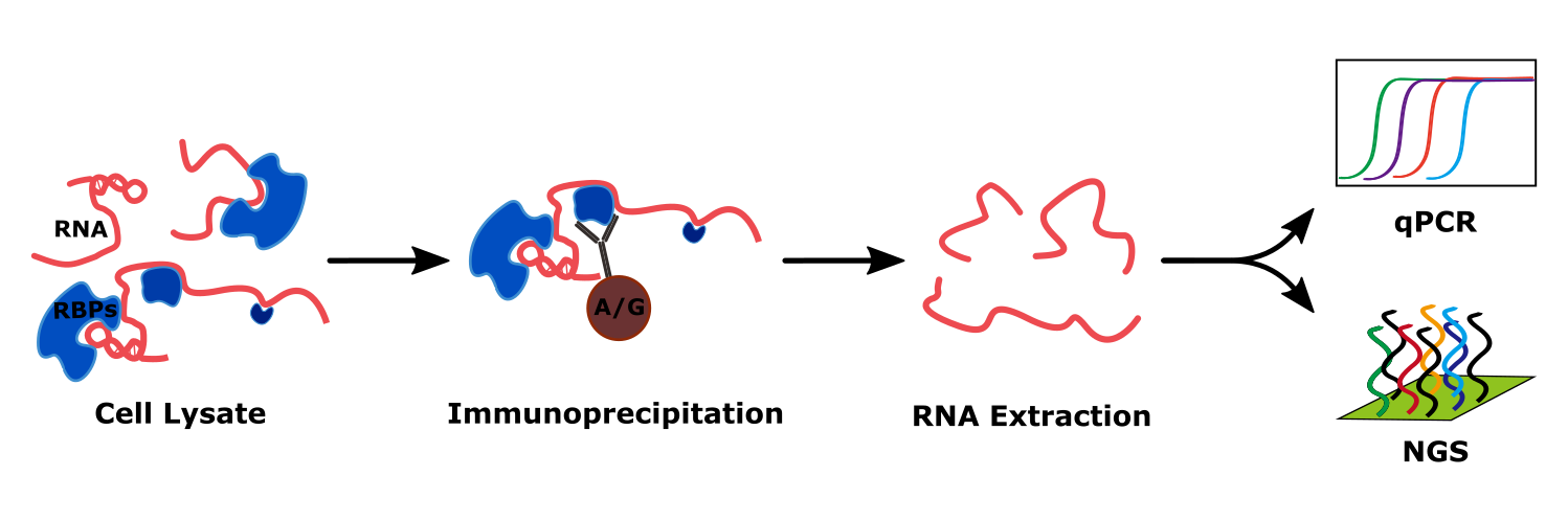 RNA-IP