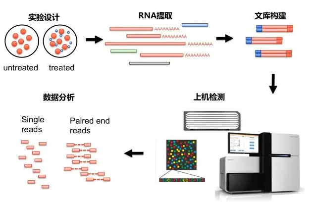 基因组/转录组测序