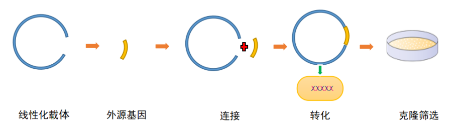 <strong>分子克隆与质粒载体构建</strong>