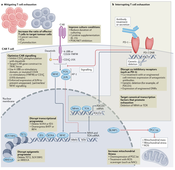 <strong>免疫细胞活化与耗竭</strong>