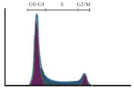 <strong>细胞周期/凋亡流式检测</strong>
